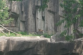 Milwaukee County Zoo August 2022 059 (jaguar).jpg