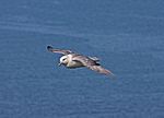 Vignette pour Fulmar boréal