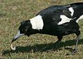 Happy Australian Magpie!