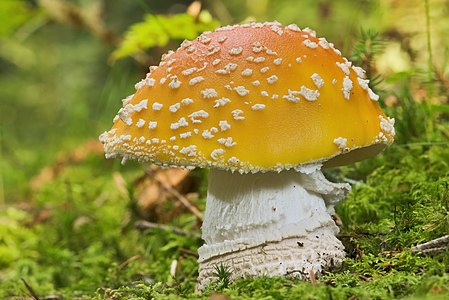 Amanita muscaria (Fly Agaric)