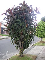 Indische rubberboom aangeplant in Bogota