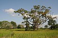 Image 26Landscape of Casamance (from Senegal)