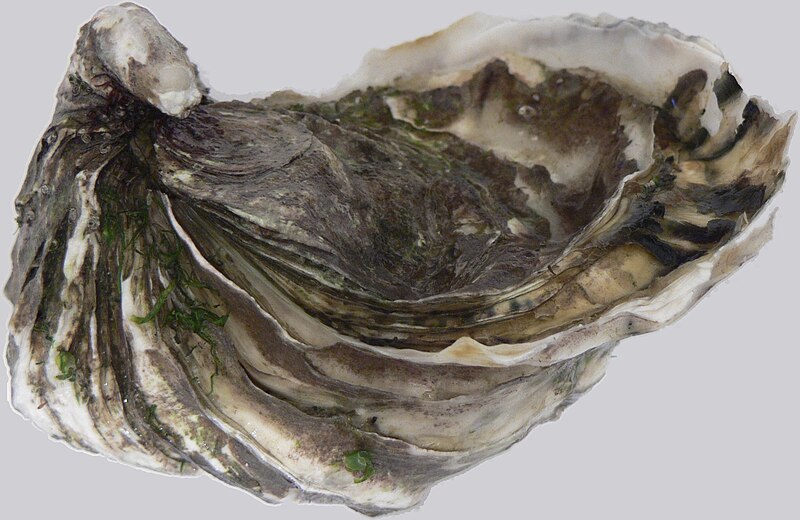 File:Crassostrea gigas p1040847.jpg