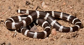 Bandi-bandi (Vermicella annulata)