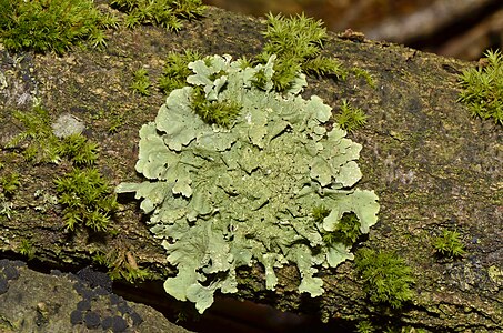 Flavoparmelia caperata (Common Greenshield Lichen)