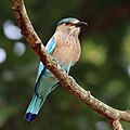 Indian roller