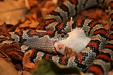 Lampropeltis mexicana Greeri