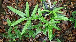 Lindsaea lancea