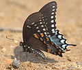 Papilio troilus (Spicebush Swallowtail)