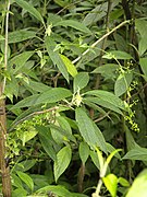 Salvia arborescens