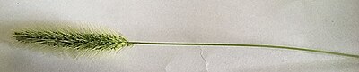 Thumbnail for File:Setaria sp. inflorescence.jpg