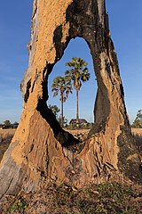 Deux Arecaceae vus à travers un tronc d'arbre au Laos.