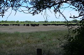 Dans les prés du Cailar.