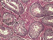 Testicle-histology-boar.jpg