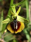 Ophrys aesculapii Ophrys sphegodes subsp. aesculapii