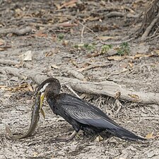 Male eating fish