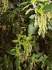 Male catkins, Serra de Collserola, Catalonia, Spain