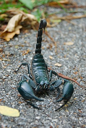 Escorpião das florestas da Ásia (Heterometrus laoticus)