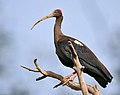 Ibis negro (Pseudibis papillosa).