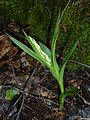 Cephalanthera longifolia