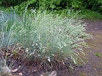 Festuca cinerea