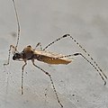 Berytidae: Gampsocoris punctipes.