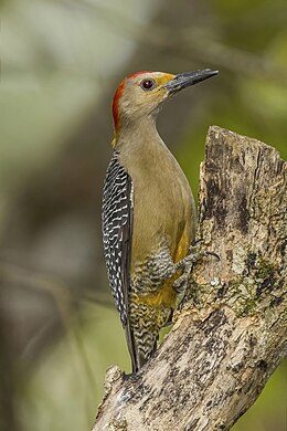 Golden-fronted woodpecker by Charles J. Sharp