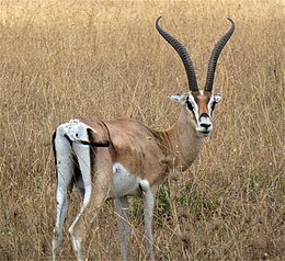 Granto gazelė (Gazella granti)