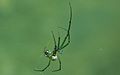 Leucauge venusta