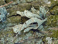 Ramalina fraxinea 92595267.jpg