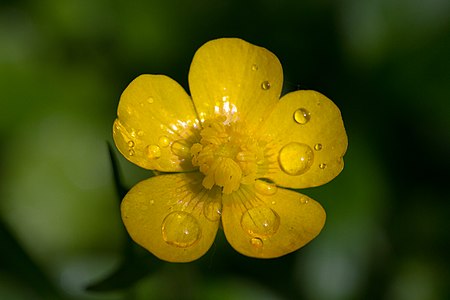 Creeping buttercup (Ranunculus repens)