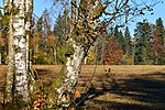 Moor im Naturschutzgebiet Rossbad