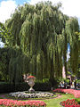 Weeping Willow Salix × pendulina nothof. tristis