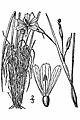 Sisyrinchium fuscatum