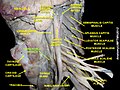 Longus colli muscle