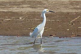 Aigrette neigeuse au Costa Rica