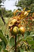 Tacca leontopetaloides