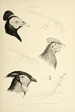 Thumbnail for File:The genera of birds (19327736525).jpg