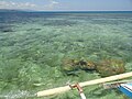 Pemandangan terumbu karang di Pulau Pasi