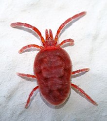 Trombidium holosericeum mite