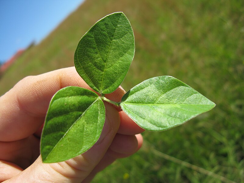 File:Vigna parkeri leaf2 (10737009993).jpg