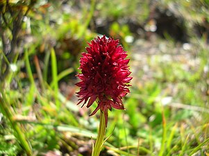 Nigritella o Vaniglione