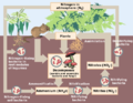 Nutrients recycle through the soil