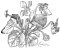 Viola odorata Dišeča vijolica plate 66 in: Martin Cilenšek: Naše škodljive rastline Celovec (1892)