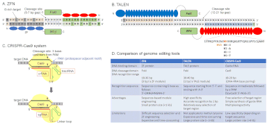 Overview of current genome editing tools, ZFN (A), TALEN (B), CRISPR-Cas9 system (C), and a comparison table of these tools (D).gif