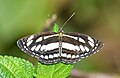 * Nomination Open wing Basking posture of Neptis hylas (Linnaeus, 1758) - Common Sailer . By User:Sandipoutsider --TAPAN1412 15:23, 14 October 2024 (UTC) * Promotion  Support Good quality. --Plozessor 03:10, 15 October 2024 (UTC)