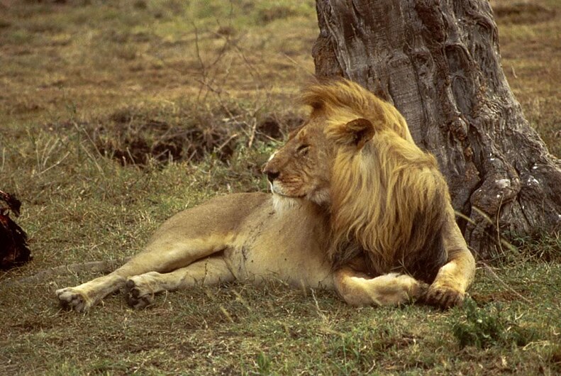 African lion hd.jpg