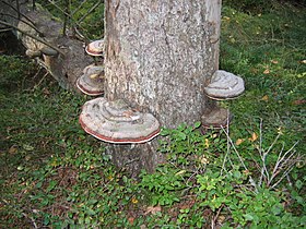 Shelf fungi growing on a tall stump of fir