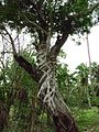 Strangled by Ficus macrophylla