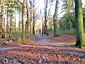 lange lanen als zichtlijnen in het bos